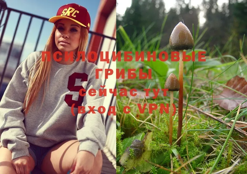 Псилоцибиновые грибы Psilocybe  Межгорье 